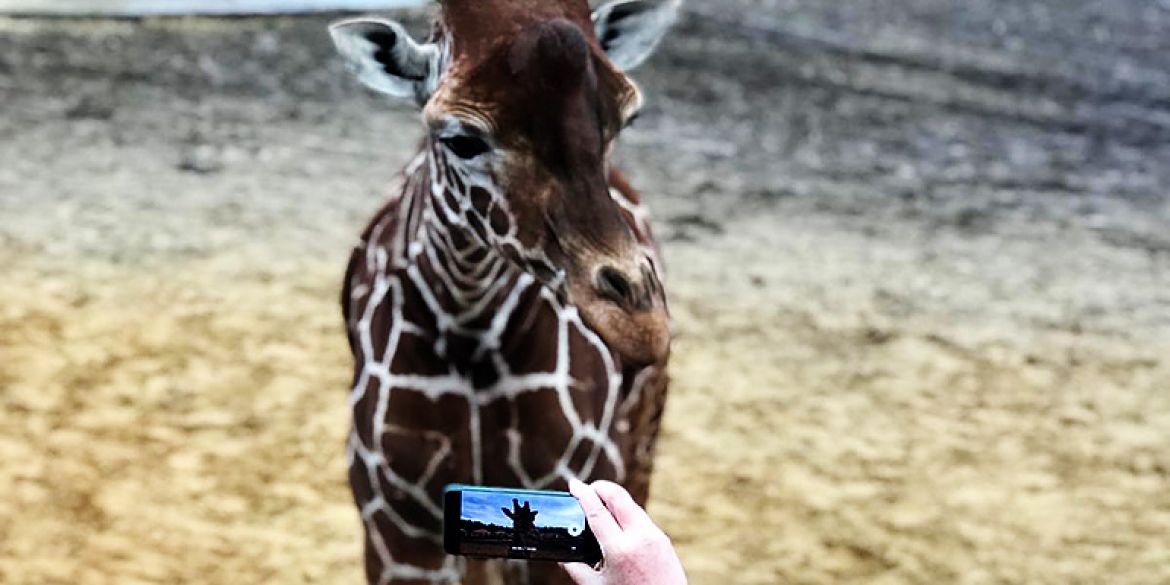 Žirafa, jedna od životinja u safari parku-smještaju
